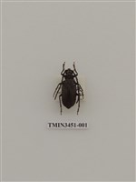 藏品(柑橘鋸天牛)的圖片